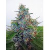 AUTO BLUE AMNESIA · Ministry of Cannabis · cannabis seeds · Auto Fem