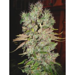AUTO BLUEBERRY DOMINA ·...