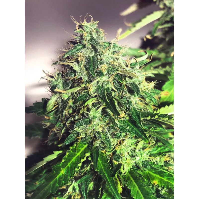 AUTO CANNABIS LIGHT · Ministry of Cannabis · cannabis seeds · Auto Fem