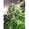 AUTO CANNABIS LIGHT · Ministry of Cannabis · cannabis seeds · Auto Fem
