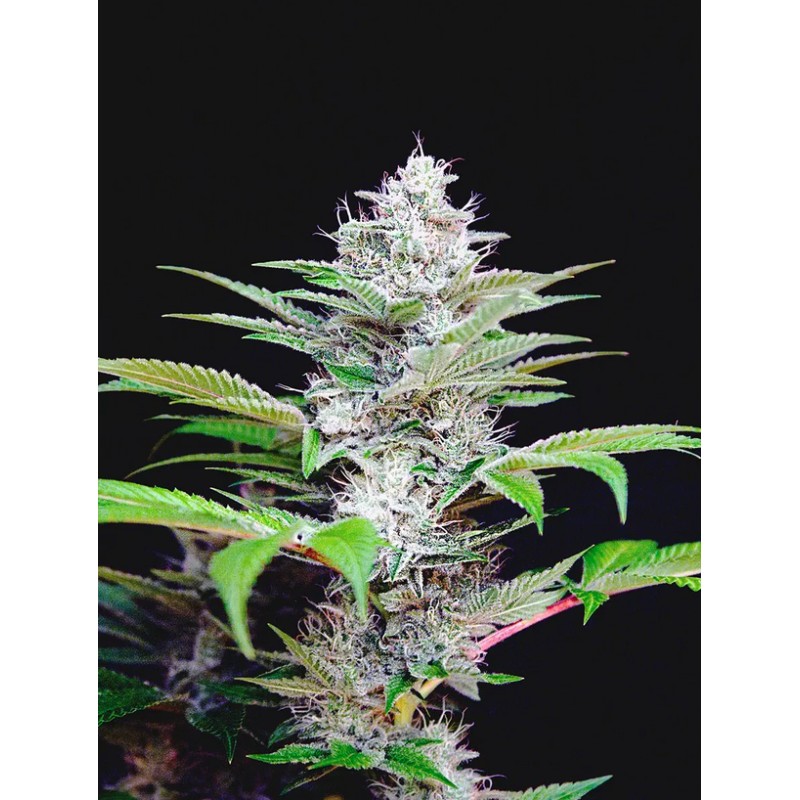 AUTO CBD STAR · Ministry of Cannabis · cannabis seeds · Auto Fem