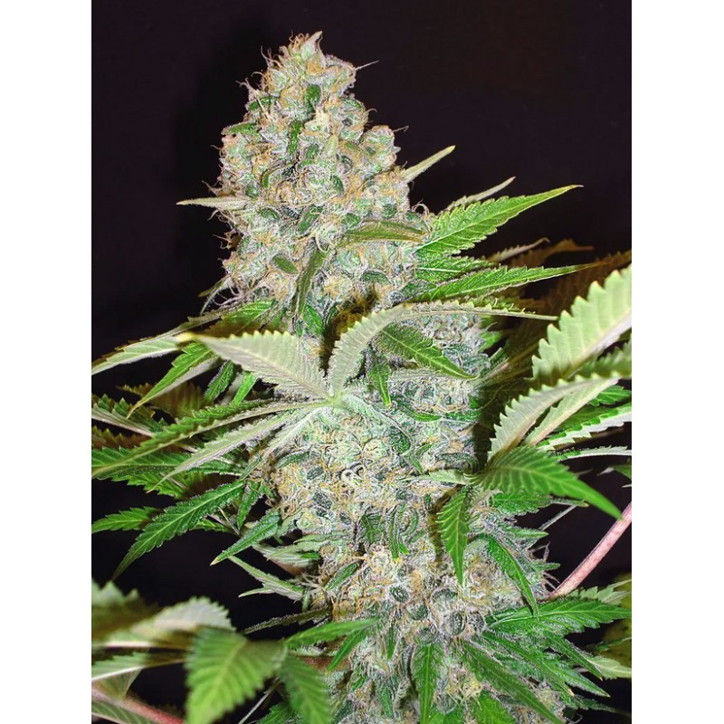 AUTO CHEESE NL · Ministry of Cannabis · cannabis seeds · Auto Fem