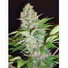 AUTO CHEESE NL · Ministry of Cannabis · kenevir tohum · Disi · Auto Fem