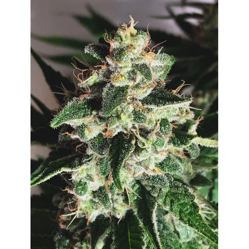 AUTO GOD'S GLUE · Ministry of Cannabis · kenevir tohum · Disi · Auto Fem