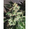 AUTO GOD'S GLUE · Ministry of Cannabis · cannabis seeds · Auto Fem