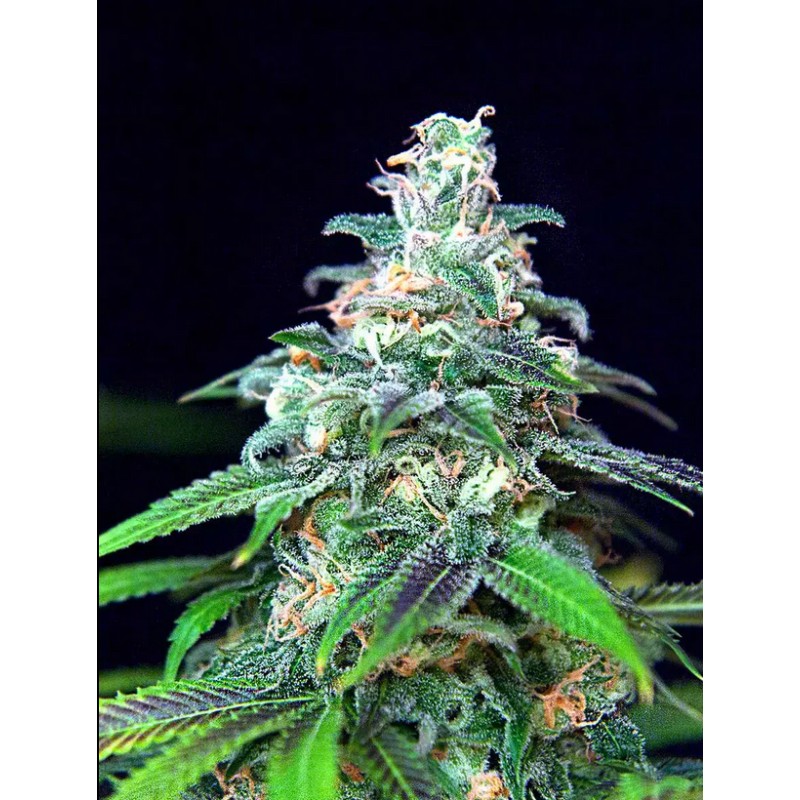 AUTO MANDARIN HAZE · Ministry of Cannabis · cannabis seeds · Auto Fem