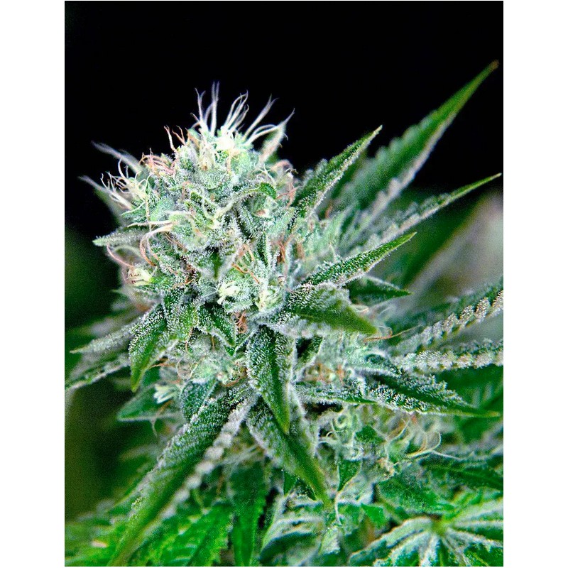 AUTO NORTHERN LIGHTS · Ministry of Cannabis · cannabis seeds · Auto Fem