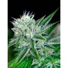 AUTO NORTHERN LIGHTS · Ministry of Cannabis · cannabis seeds · Auto Fem