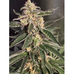 AUTO SWEET DONKEY ·...