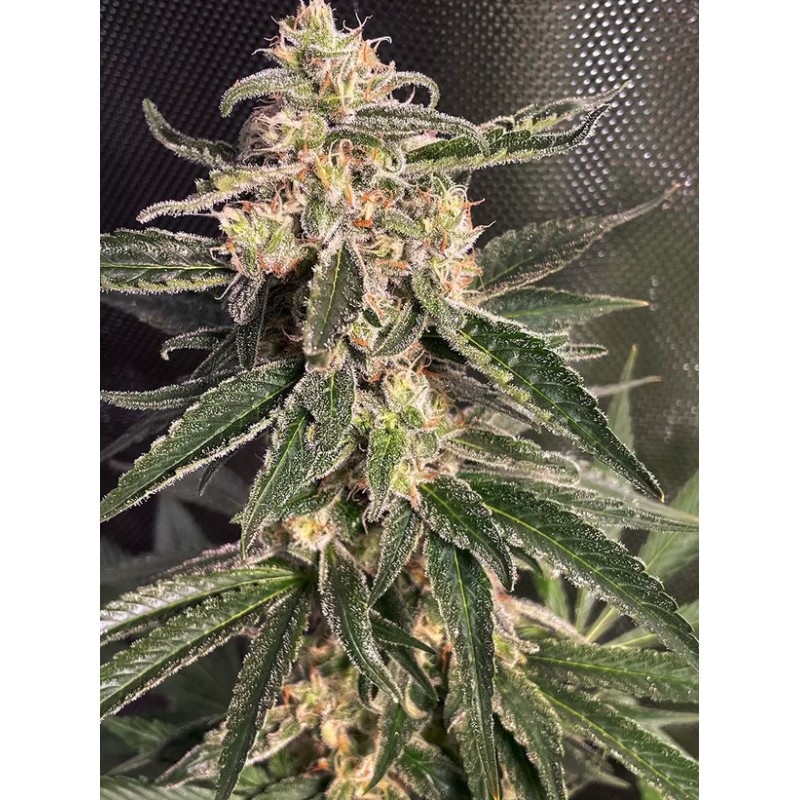 AUTO SWEET DONKEY · Ministry of Cannabis · cannabis seeds · Auto Fem