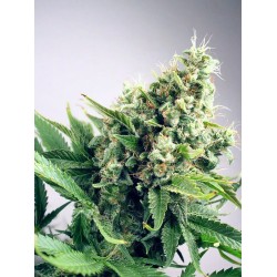 AUTO WHITE WIDOW · Ministry...