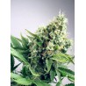 AUTO WHITE WIDOW · Ministry of Cannabis · kenevir tohum · Disi · Auto Fem