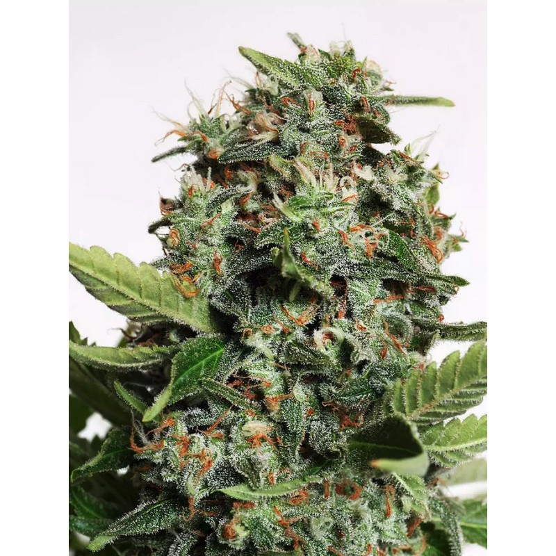 AUTOPILOT XXL · Ministry of Cannabis · cannabis seeds · Auto Fem