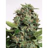AUTOPILOT XXL · Ministry of Cannabis · cannabis seeds · Auto Fem