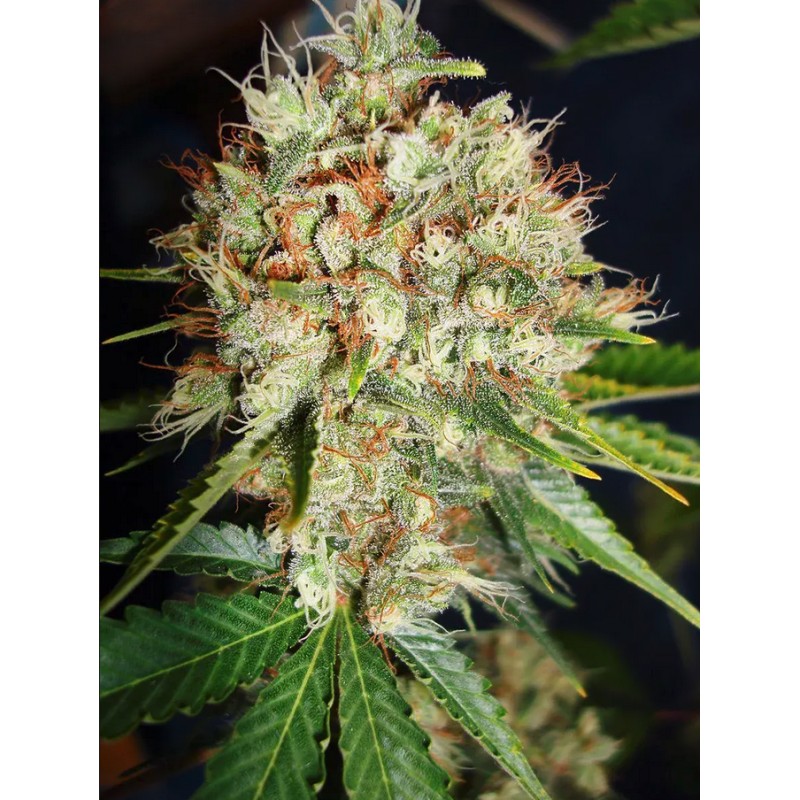 BIG BUD XXL · Ministry of Cannabis · cannabis seeds · Fem