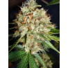 BIG BUD XXL · Ministry of Cannabis · cannabis seeds · Fem