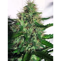 CANNABIS LIGHT · Ministry...