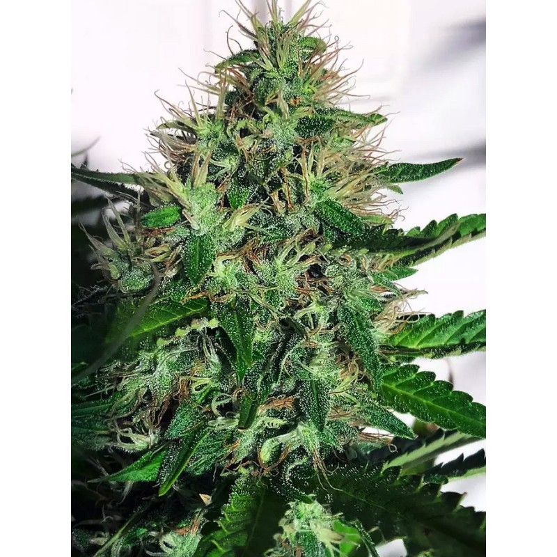 CANNABIS LIGHT · Ministry of Cannabis · cannabis seeds · Fem