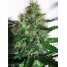 CANNABIS LIGHT · Ministry of Cannabis · cannabis seeds · Fem