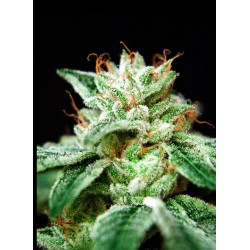 CBD STAR · Ministry of...