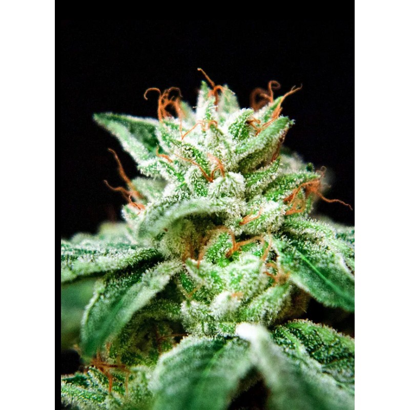 CBD STAR · Ministry of Cannabis · cannabis seeds · Fem