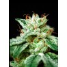 CBD STAR · Ministry of Cannabis · cannabis seeds · Fem