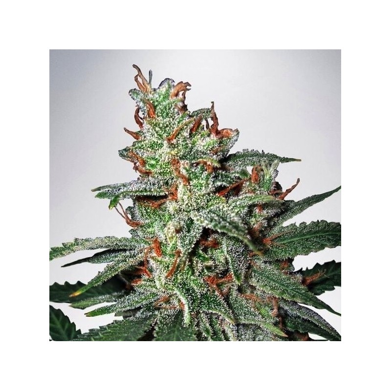 CARNIVAL · Ministry of Cannabis · cannabis seeds · Fem