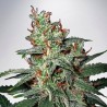 CARNIVAL · Ministry of Cannabis · cannabis seeds · Fem