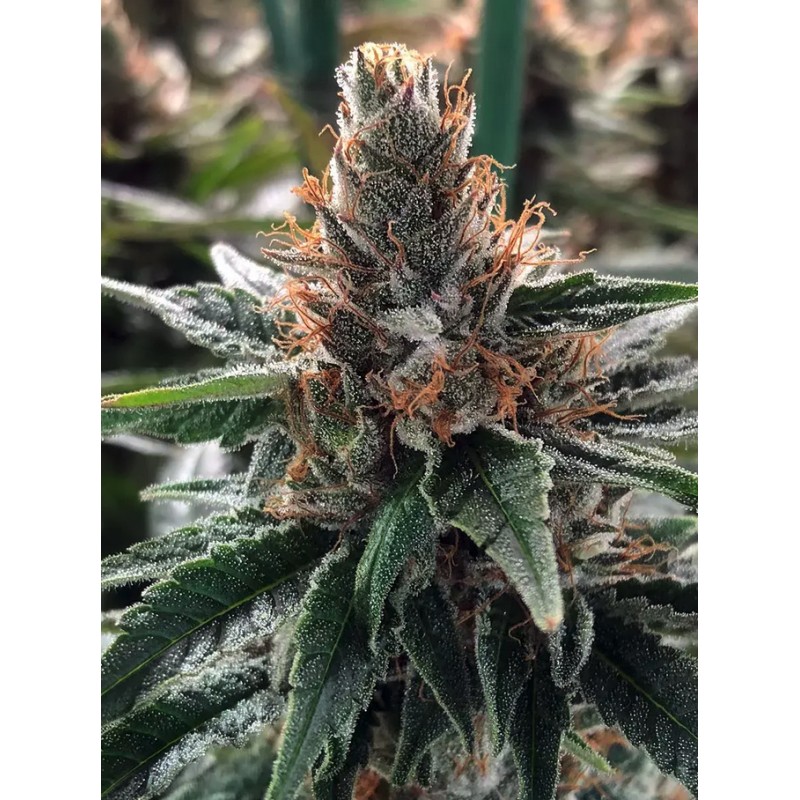 GOD'S GLUE · Ministry of Cannabis · cannabis seeds · Fem