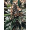 GOD'S GLUE · Ministry of Cannabis · cannabis seeds · Fem