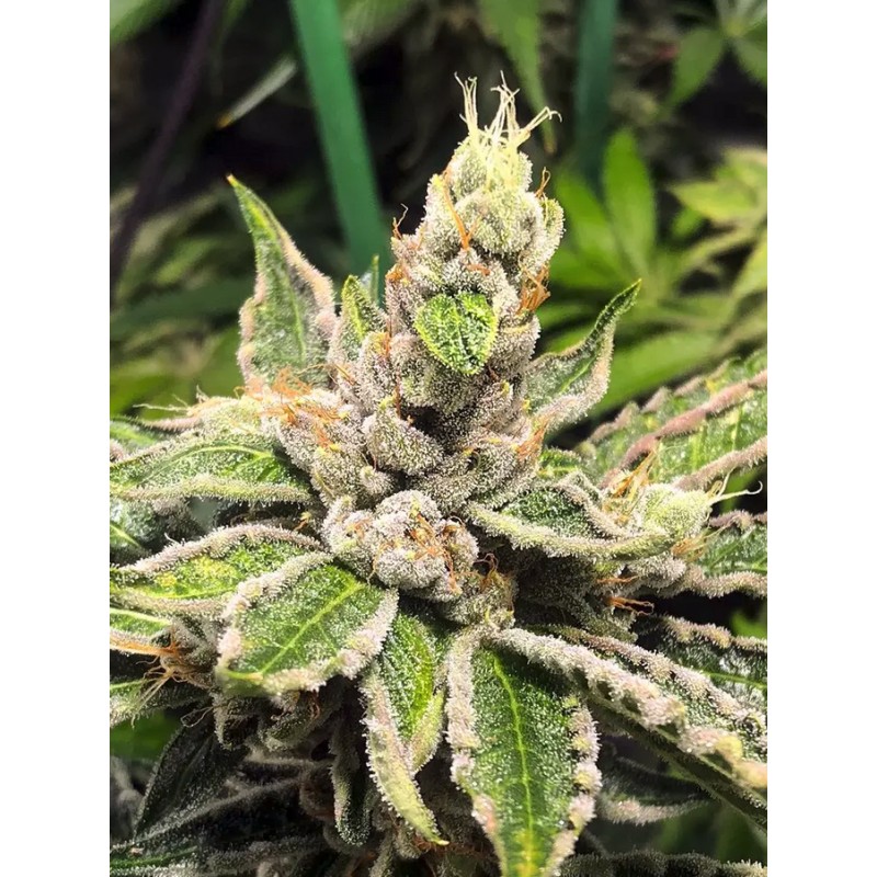 MAMACITA'S COOKIES · Ministry of Cannabis · cannabis seeds · Fem