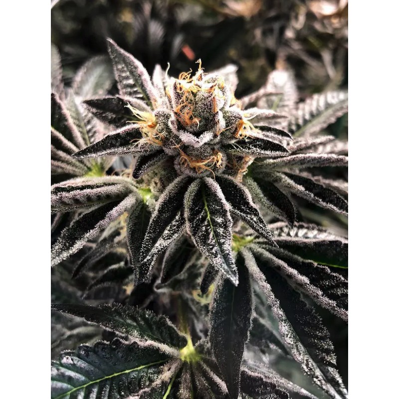 MANDARIN GELATO · Ministry of Cannabis · cannabis seeds · Fem