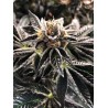 MANDARIN GELATO · Ministry of Cannabis · cannabis seeds · Fem