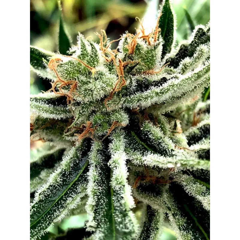 MANDARIN HAZE · Ministry of Cannabis · cannabis seeds · Fem