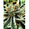 MANDARIN HAZE · Ministry of Cannabis · cannabis seeds · Fem