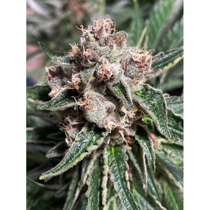 MARS MELLOW · Ministry of Cannabis · cannabis seeds · Fem