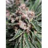 MARS MELLOW · Ministry of Cannabis · cannabis seeds · Fem