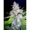 NORTHERN LIGTHS MOC · Ministry of Cannabis · cannabis seeds · Fem