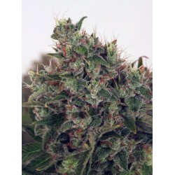 ULTRA WHITE AMNESIA ·...