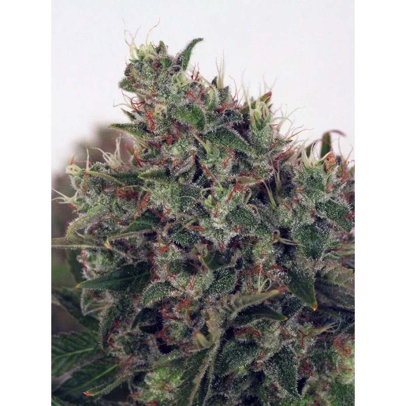ULTRA WHITE AMNESIA · Ministry of Cannabis · cannabis seeds · Fem