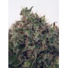 ULTRA WHITE AMNESIA · Ministry of Cannabis · cannabis seeds · Fem