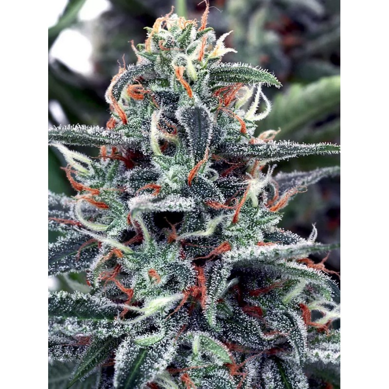 WHITE WIDOW · Ministry of Cannabis · cannabis seeds · Fem