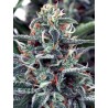 WHITE WIDOW · Ministry of Cannabis · cannabis seeds · Fem