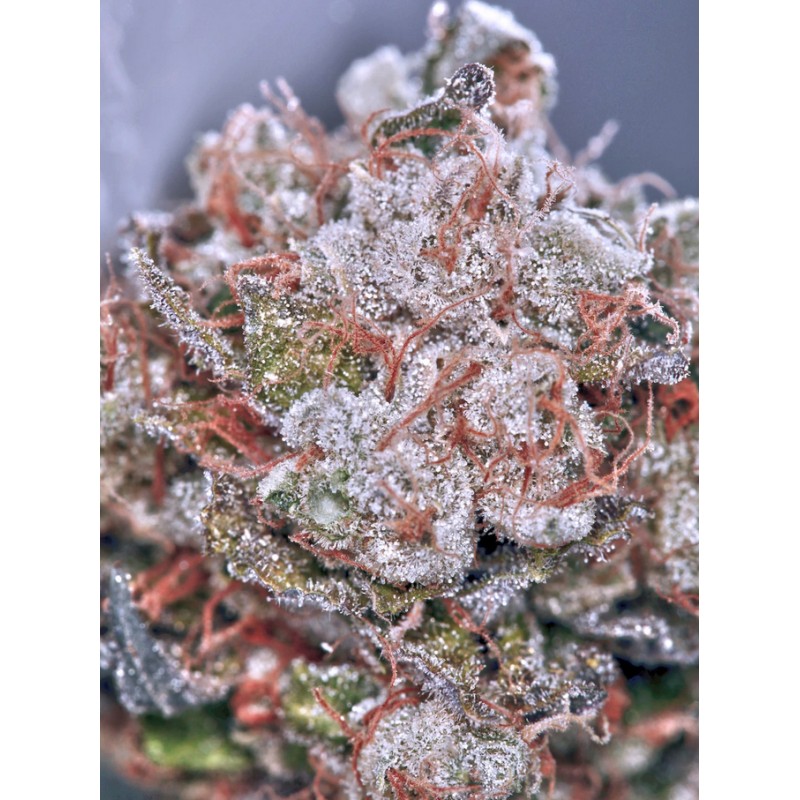 ZENSATION · Ministry of Cannabis · cannabis seeds · Fem