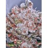 ZENSATION · Ministry of Cannabis · cannabis seeds · Fem
