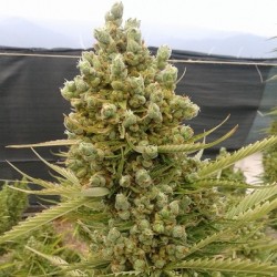 Auto Malawi x Northern...