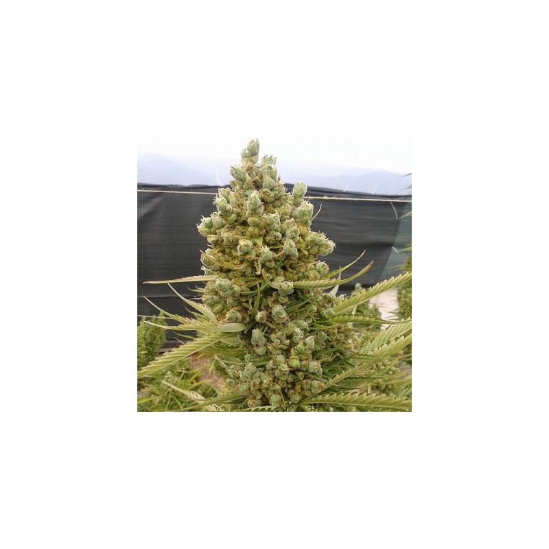 Auto Malawi x Northern Lights · kenevir tohum - disi · AutoFem