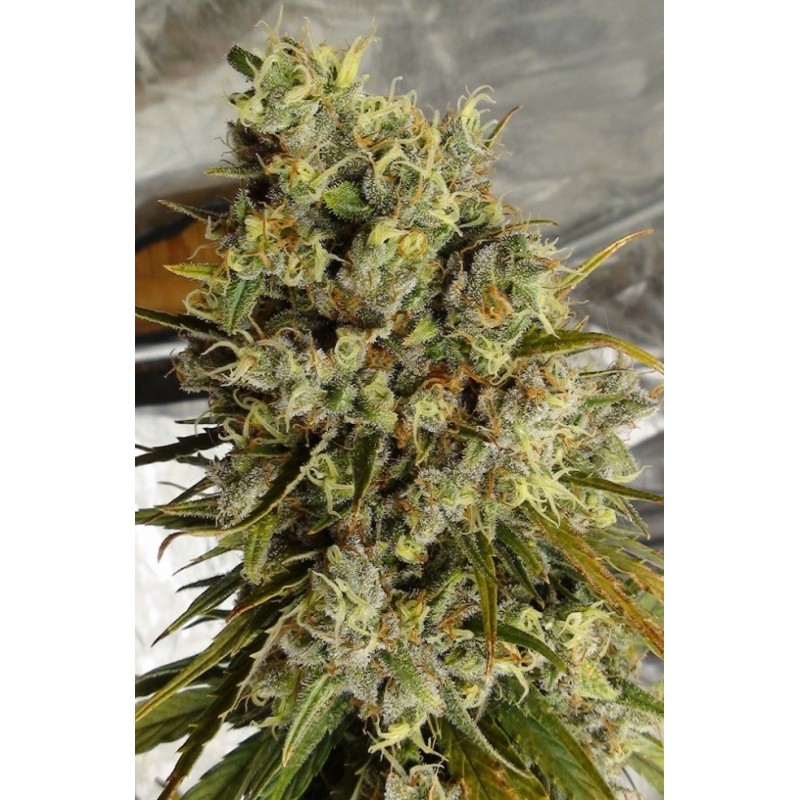 C5 HAZE X KALI CHINA · Ace Seeds · kenevir tohum · Disi · Fem