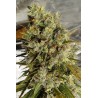 C5 HAZE X KALI CHINA · Ace Seeds · kenevir tohum · Disi  · Fem