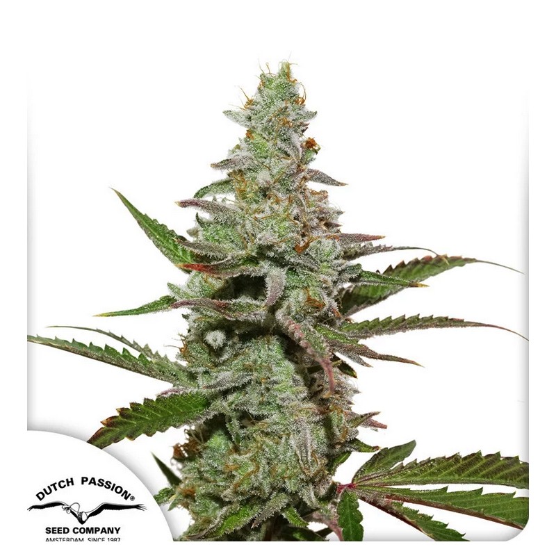 AMSTERDAM AMNESIA · Dutch Passion · kenevir tohum · Disi · Fem